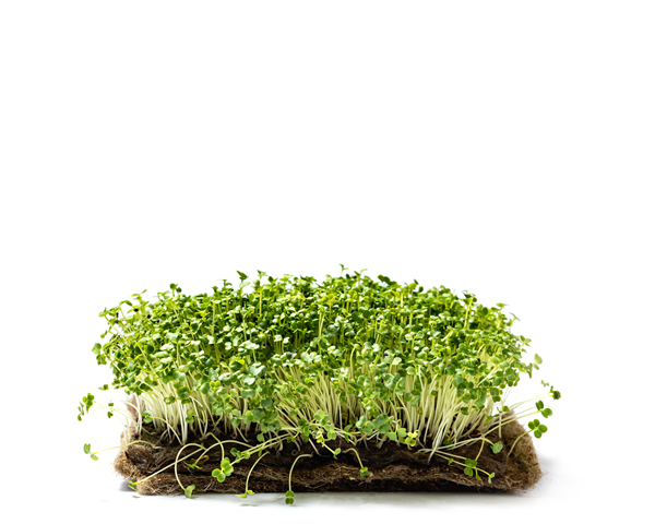 Микрозелень брокколи 25 г