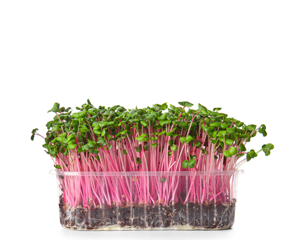 Микрозелень редьки 20 г