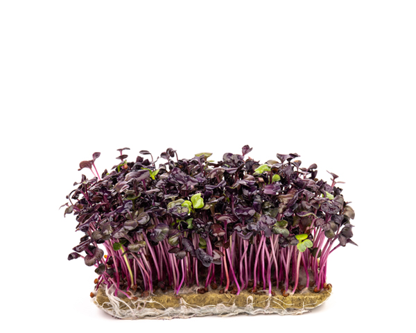 Микрозелень редиса 20 г