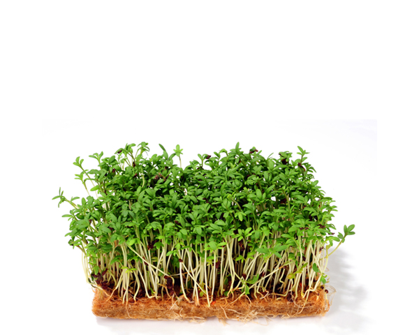 Микрозелень кресс-салата 20 г