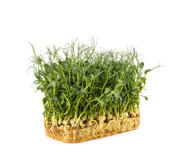 Микрозелень гороха 20 г