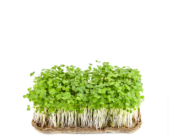 Микрозелень пак-чой фермерская 25 г