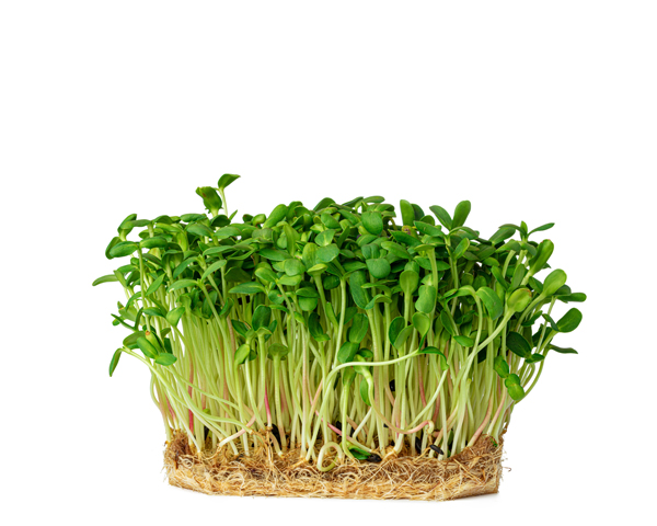 Микрозелень бораго фермерская 25 г