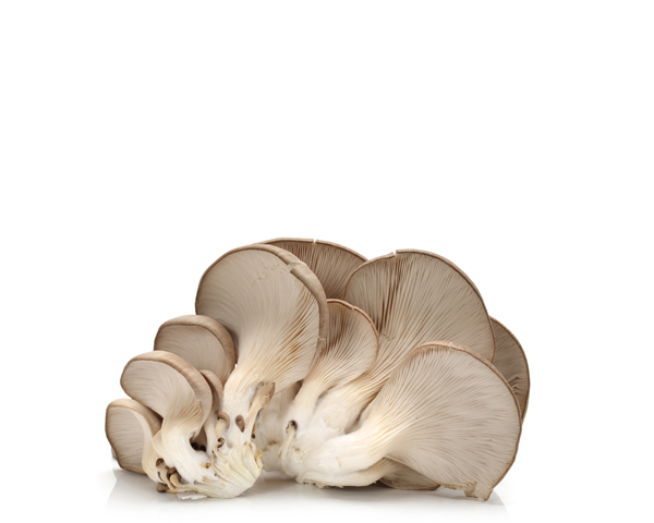 Грибы вешенки на развес