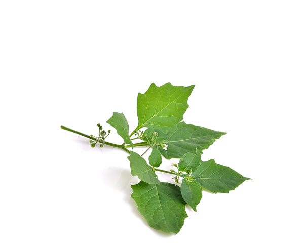 Лебеда фермерская на развес